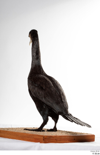 Double-crested cormorant Phalacrocorax auritus whole body 0008.jpg